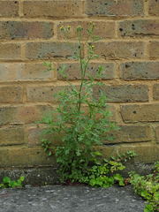 Senecio viscosus