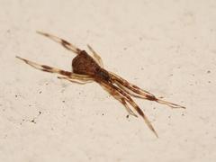 Episinus angulatus
