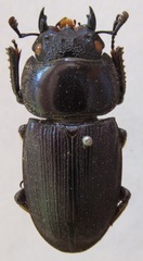 Dorcus ritsemae volscens