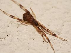 Episinus angulatus