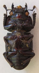 Dorcus ritsemae volscens