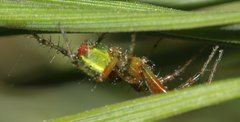 Araniella