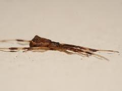 Episinus angulatus
