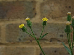 Senecio viscosus