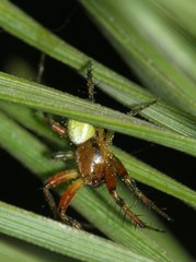Araniella