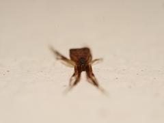 Episinus angulatus
