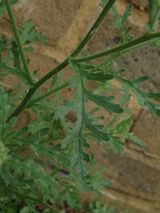 Senecio viscosus