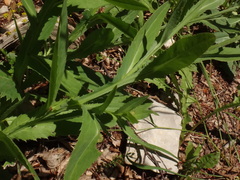 Carduus defloratus crassifolius