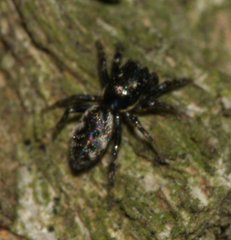 Salticus zebraneus
