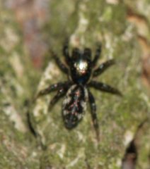 Salticus zebraneus
