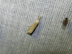 Metacrambus carectellus