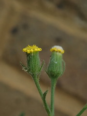 Senecio viscosus