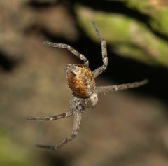 Philodromus