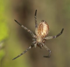 Philodromus