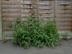 Persicaria maculosa