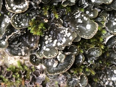 Peltigera extenuata