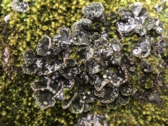 Peltigera extenuata