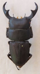 Dorcus ritsemae volscens