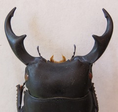Dorcus ritsemae volscens
