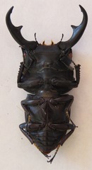 Dorcus ritsemae volscens