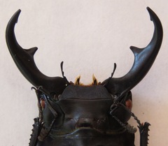 Dorcus ritsemae volscens