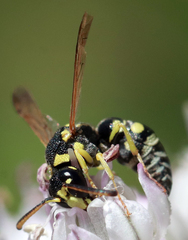 Stenodynerus anormis