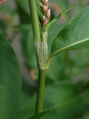 Persicaria maculosa