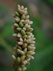 Persicaria maculosa