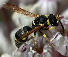 Stenodynerus anormis