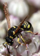 Stenodynerus anormis