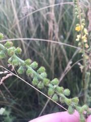 Agrimonia pilosa
