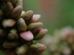 Persicaria maculosa