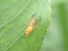 Homoneura occidentalis