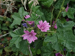 Malva sylvestris