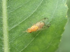 Homoneura occidentalis