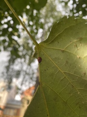 Adalia bipunctata