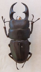 Dorcus ritsemae volscens