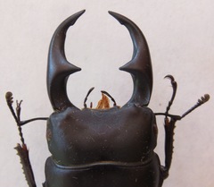 Dorcus ritsemae volscens