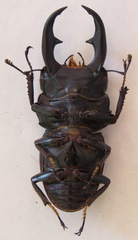 Dorcus ritsemae volscens