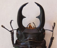 Dorcus ritsemae volscens