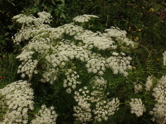 Ligusticum lucidum