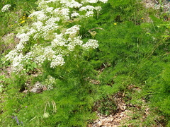 Ligusticum lucidum