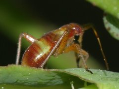 Closterotomus fulvomaculatus