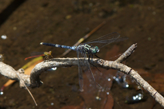 Orthetrum balteatum