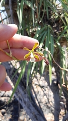 Encyclia adenocarpa