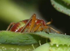 Closterotomus fulvomaculatus