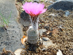 Echinocereus reichenbachii