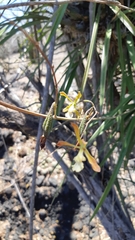 Encyclia adenocarpa