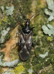 Anthocoridae