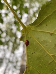 Adalia bipunctata